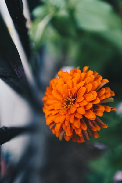 橙色花瓣的花